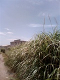 IMG0627A