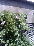 IMG0619A
