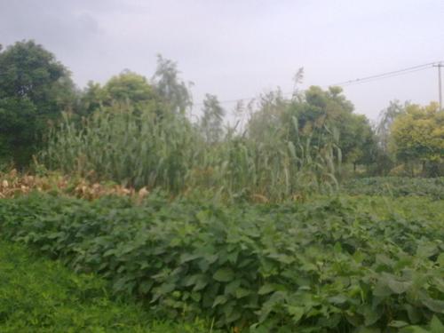 20090816016