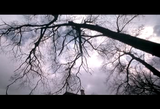 树-情人结