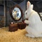 Banksy’s White Rabbit