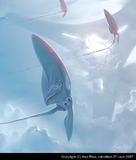 74787_large