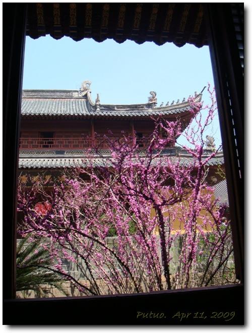 四月普陀小春游