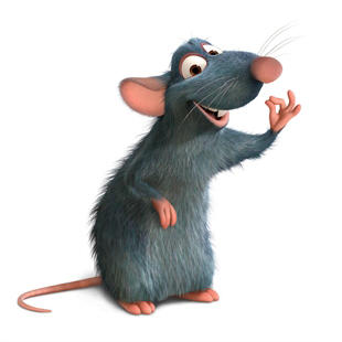 rat