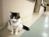 OSCAR the cat-1