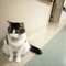 OSCAR the cat-1