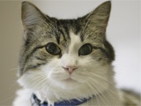 OSCAR the cat