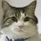 OSCAR the cat