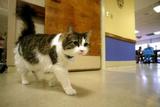 OSCAR the cat-2