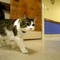 OSCAR the cat-2
