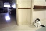 OSCAR the cat-3