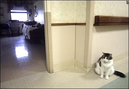 OSCAR the cat-3