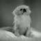 Merry Widow_Change_4_1