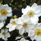 Flowers 03