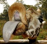 funny_giraffe_00
