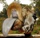 funny_giraffe_00