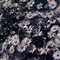 小小雏菊