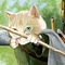 猫格拉斯 Galadhrim之箭