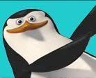 penguins