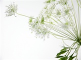 nature_0040