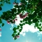 夏