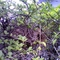 IMG0374A