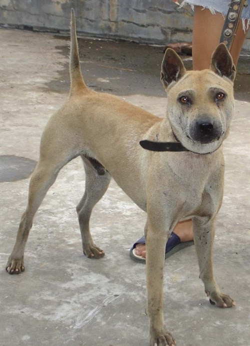 广西短毛猎犬