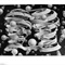 Escher%20-%20Bond%20of%20Union,%201956