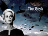 birds