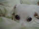 DSC04869 (WinCE)