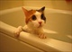 cat (3)