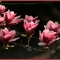 12368_5062_b290cb1e6329956