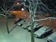 it is code(cold) outside....