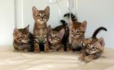 cute cats