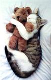 the-funny-cute-cat-sleeping-posture-2
