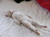 the-funny-cute-cat-sleeping-posture-3