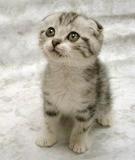 cute cat