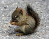 squirrel