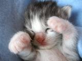 kitty