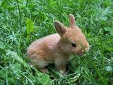bunny