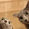 cat,animal,cats-68a335621030a05453761046