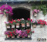 beautiful-geranium-filled