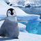 main-happyFeet1