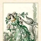 hawthorn