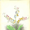 1867_les_fleurs_animee_copy