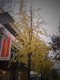 银杏