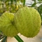 4ae09219db1e65331bee1c373de7e66e