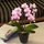 花世界