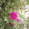 IMG0034A