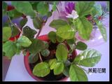 茉莉花开